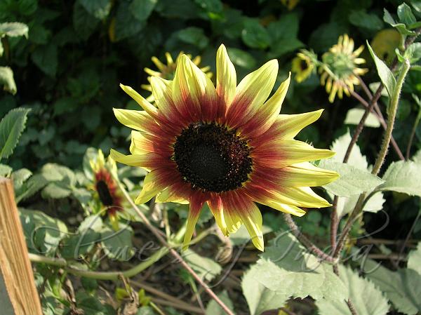 Sunflower 'Ring of Fire'
